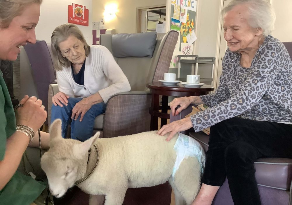 Pet Therapy at Russettings care home